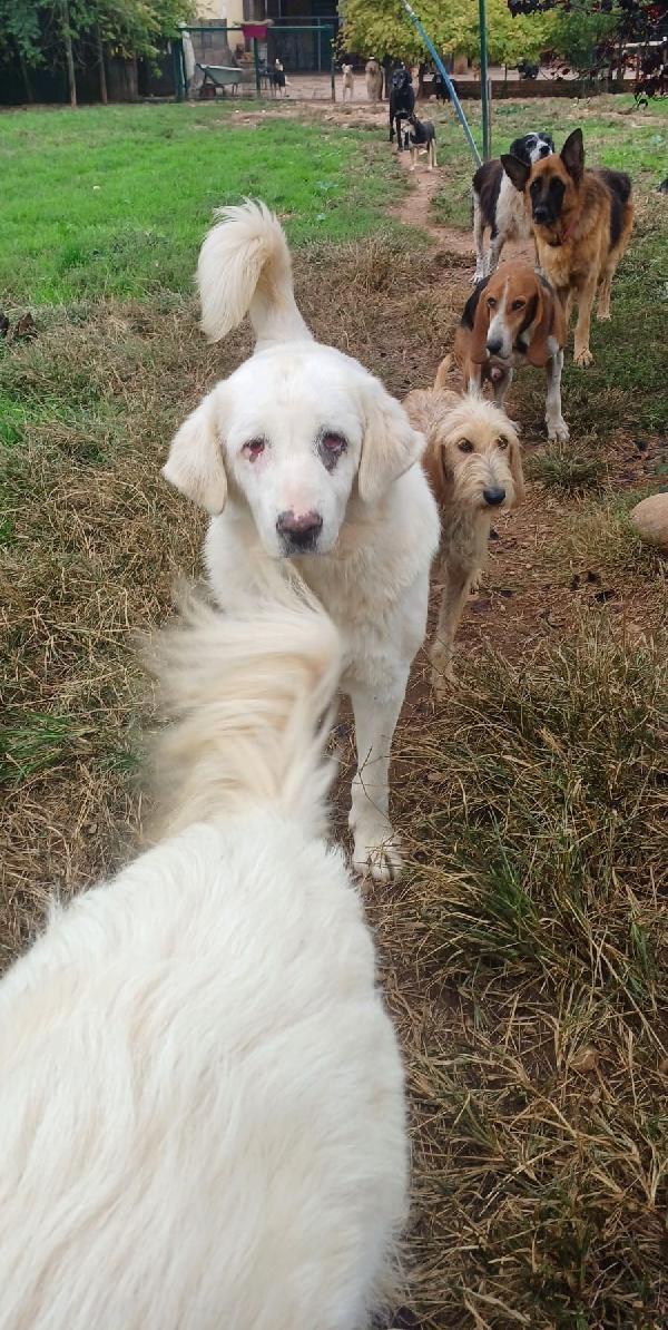 VITA, cagnolona dolcissima in cerca di una bella famiglia Foto 7